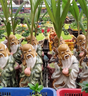 Cây dừa