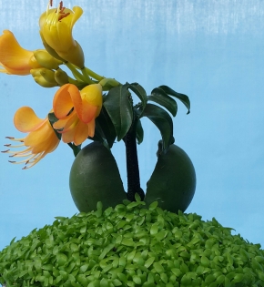Cây cẩm thạch