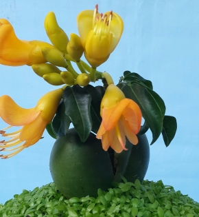 Cây cẩm thạch