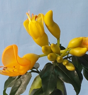 CÂY CẨM THẠCH