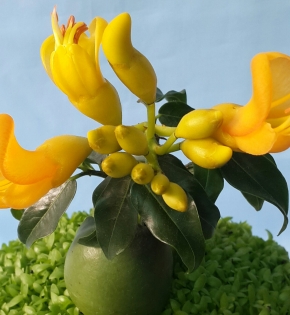 CÂY CẨM THẠCH