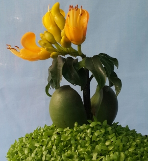 CÂY CẨM THẠCH