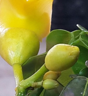 Cây cẩm thạch