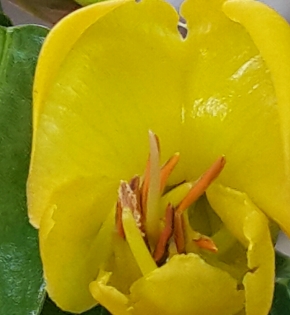 Cây cẩm thạch