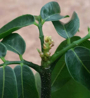 CÂY CẨM THẠCH