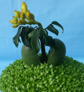 CÂY CẨM THẠCH
