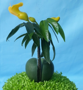 CÂY CẨM THẠCH