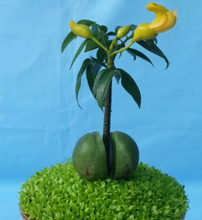 CÂY CẨM THẠCH