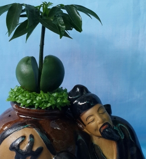 CÂY CẨM THẠCH