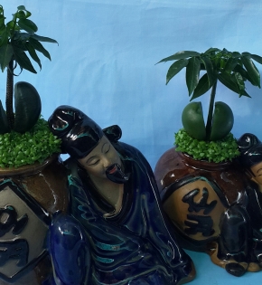 CÂY CẨM THẠCH