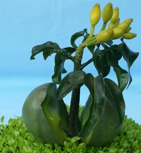 Cây cẩm thạch