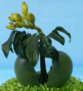 CÂY CẨM THẠCH