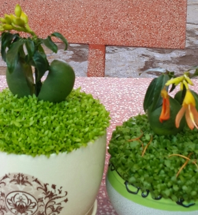 Cây cẩm thạch