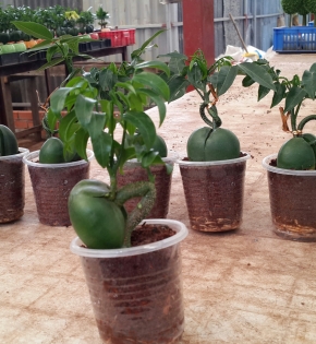 Cây cẩm thạch