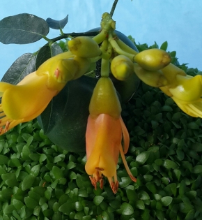 Cây cẩm thạch