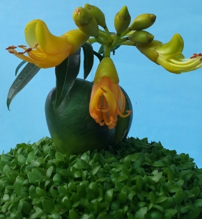 CÂY CẨM THẠCH
