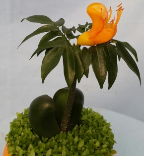 CÂY CẨM THẠCH
