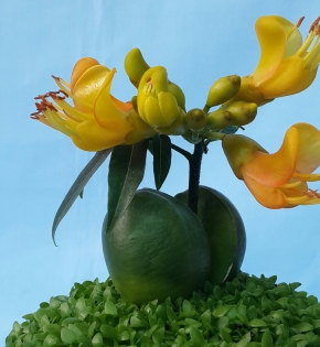 CÂY CẨM THẠCH