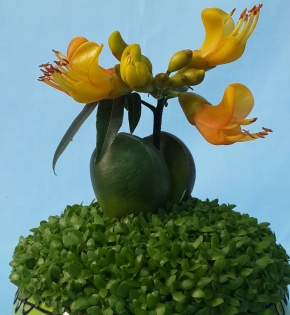 CÂY CẨM THẠCH
