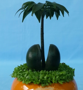Cây cẩm thạch