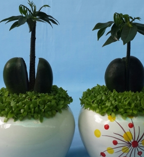 Cây cẩm thạch