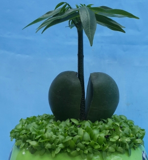 Cây cẩm thạch