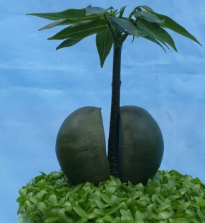 CÂY CẨM THẠCH