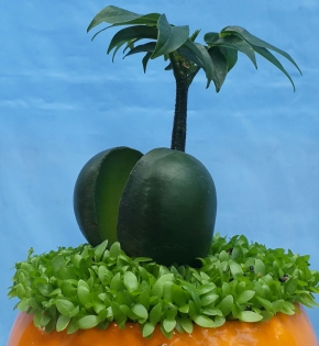 CÂY CẨM THẠCH