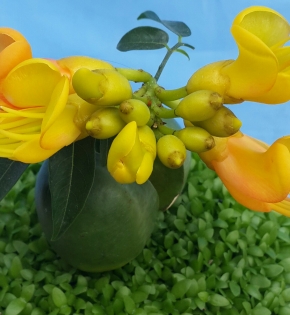 Cây cẩm thạch