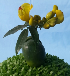 Cây cẩm thạch
