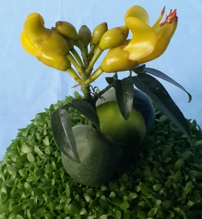 Cây cẩm thạch