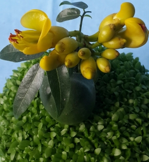 Cây cẩm thạch