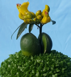 Cây cẩm thạch