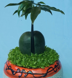 CÂY CẨM THẠCH