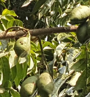 Cây cẩm thạch