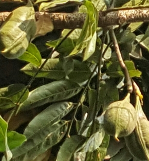 CÂY CẨM THẠCH
