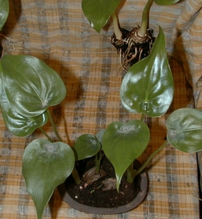 Cây tay phật