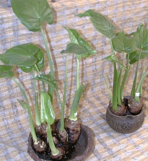 Cây tay phật