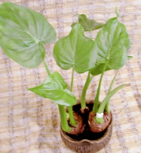 Cây tay phật