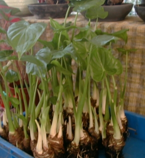 Cây tay phật