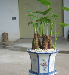 Cây tay phật