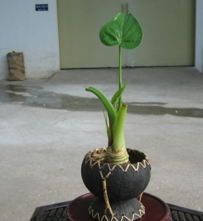 Cây tay phật
