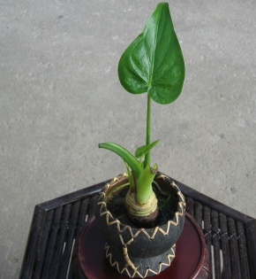 Cây tay phật