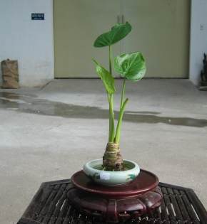 Cây tay phật