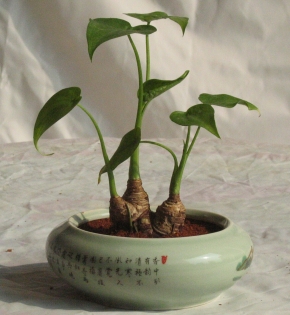 Cây tay phật