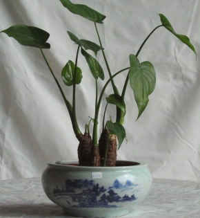 Cây tay phật