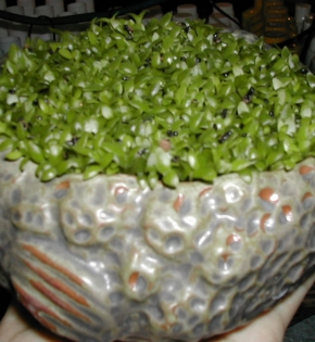 CÂY MAY MẮN