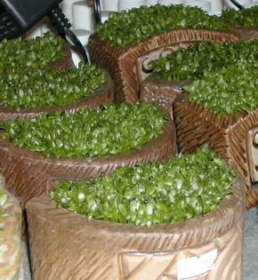 CÂY MAY MẮN