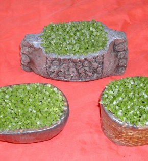 Cây may mắn