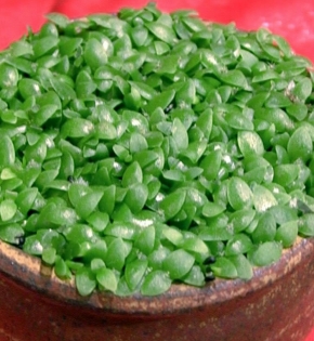 CÂY MAY MẮN